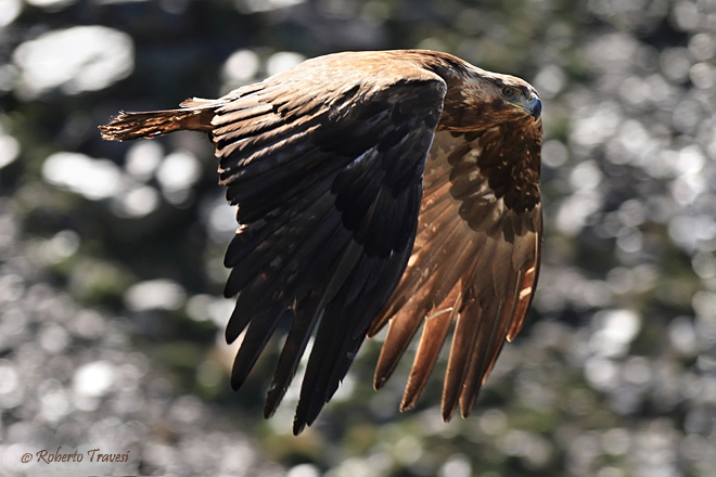 EL vuelo de la real