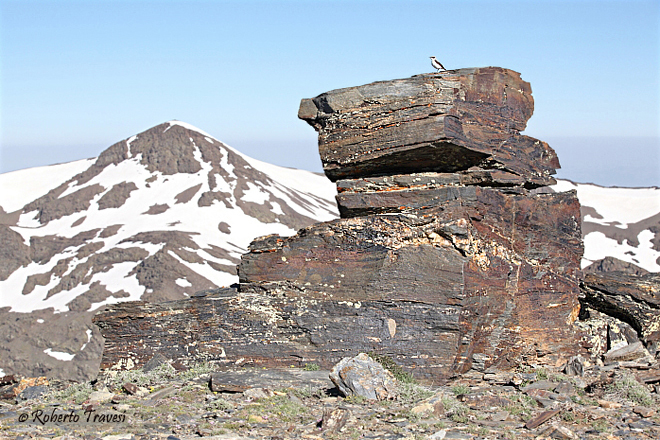 Collalba gris y cerro del Caballo