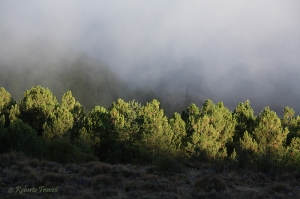 Niebla en el pinar