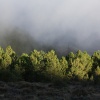 Niebla en el pinar