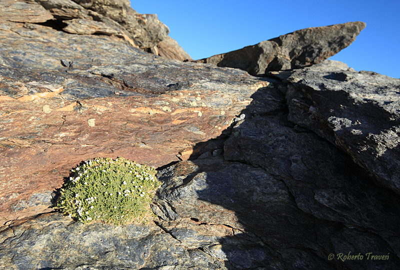 Arenaria tetraquetra subsp. amabilis