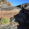 Arenaria tetraquetra subsp. amabilis