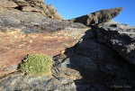 Arenaria tetraquetra subsp. amabilis