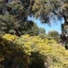 Bosque mediterráneo