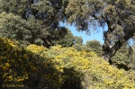 Bosque mediterráneo