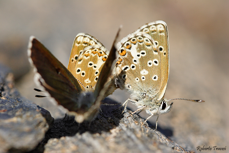 Aricia morronensis subsp. ramburi Aricia morronensis subsp. ramburi