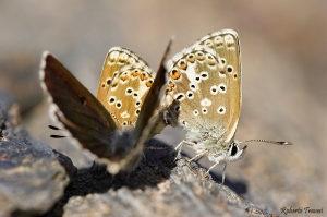 Aricia morronensis subsp. ramburi