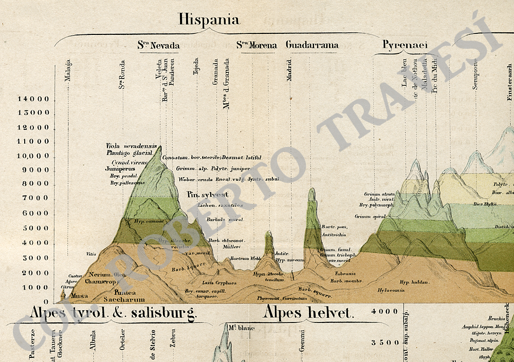 Mappa bryo-geographica (detalle)