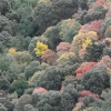 Dehesa del Camarate (I)