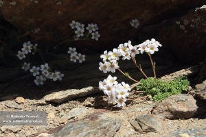 Saxifraga nevadensis (I)