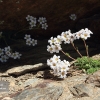 Saxifraga nevadensis (I)