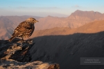 Acentor alpino (I)