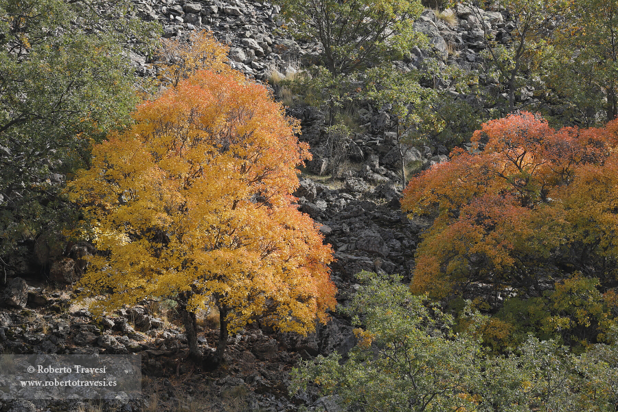 Otoño en el Camarate (I)