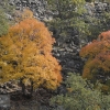 Otoño en el Camarate (I)