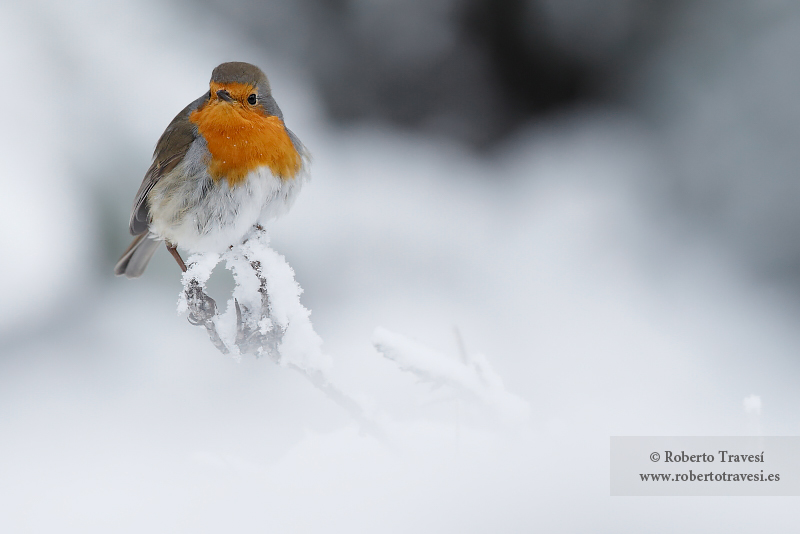 Petirrojo tras la nevada