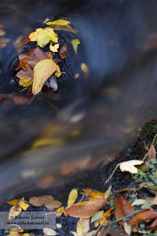 Otoño y agua en el Camarate