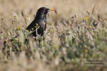 Estornino negro