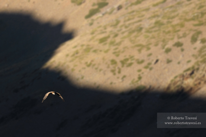 Vuelo al atardecer