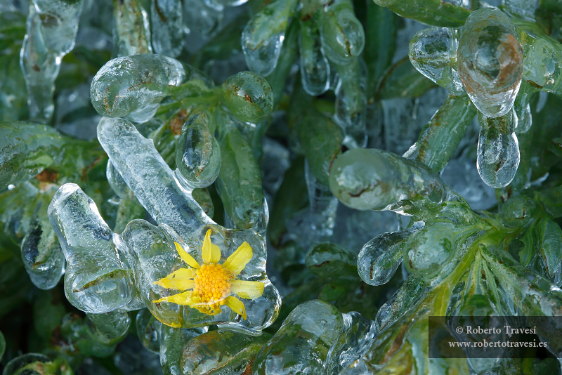 Atrapada en el hielo