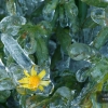 Atrapada en el hielo