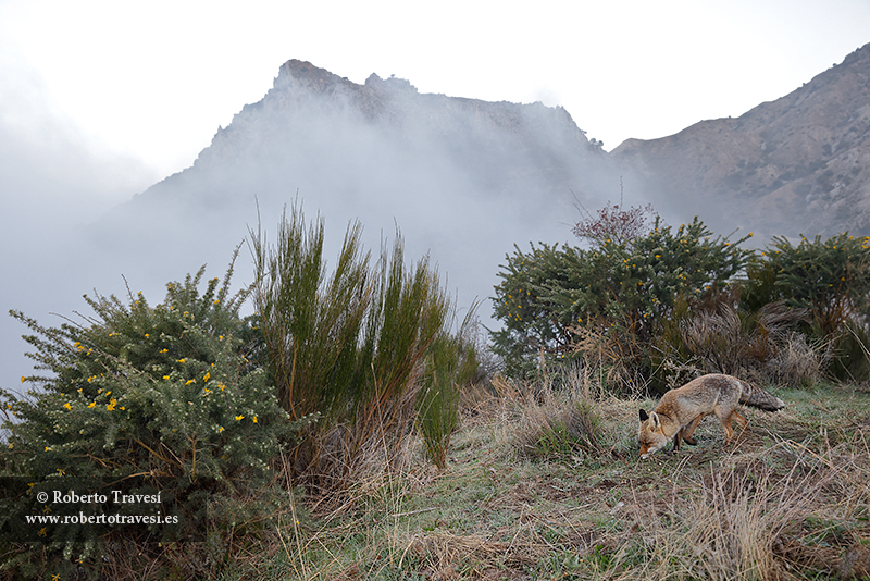 Zorro en la Baja Montaña