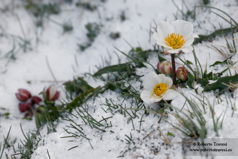 Ranunculus acetosellifolius