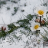 Ranunculus acetosellifolius