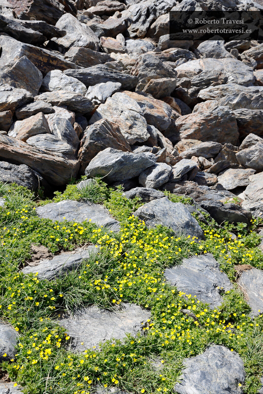 Ranunculus demissus y cascajar