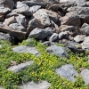 Ranunculus demissus y cascajar