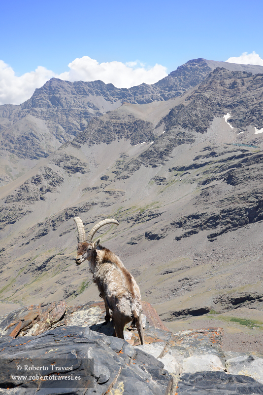 Sarna en Sierra Nevada