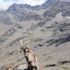 Sarna en Sierra Nevada