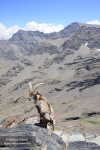 Sarna en Sierra Nevada