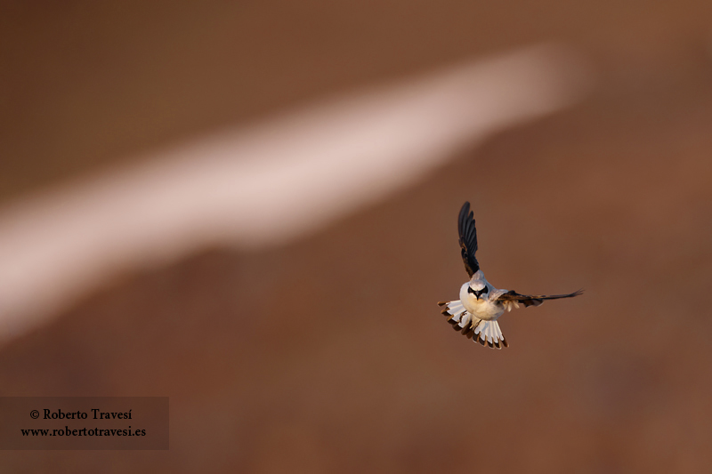 Collalba gris en vuelo