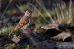 Bisbita campestre