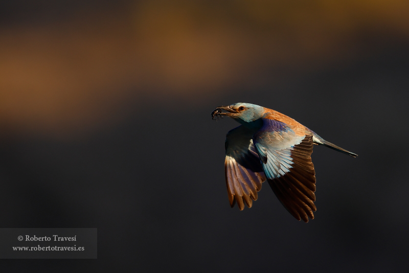 El vuelo de la carraca