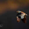 El vuelo de la carraca