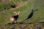 Las sombras del borreguil