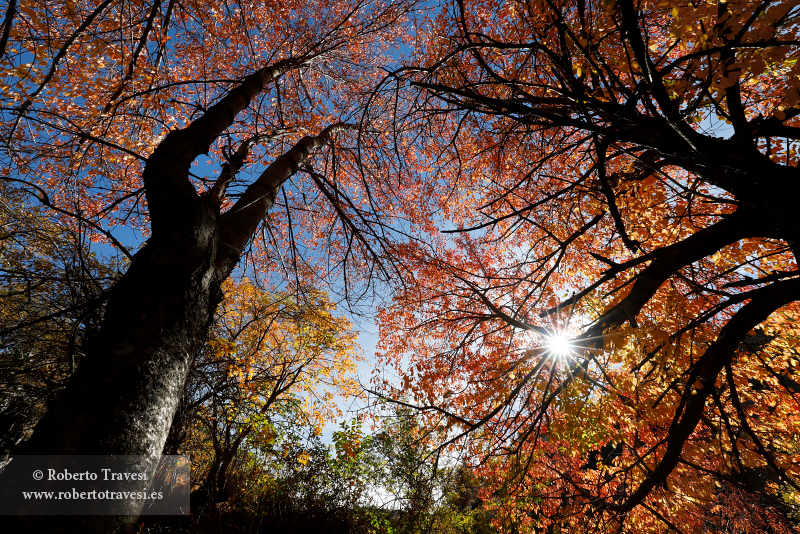 Otoño entre cerezos