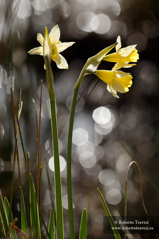 Narciso de Sierra Nevada (I)