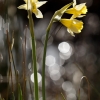 Narciso de Sierra Nevada (I)