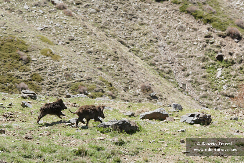 Jabalíes en Vacares