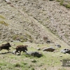 Jabalíes en Vacares