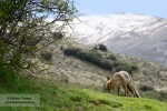 De campeo por el Dúrcal