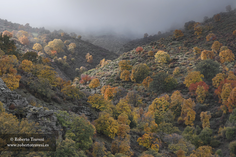 Otoño en el Camarate (III)