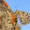 Apolo de Sierra Nevada