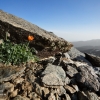 Amapola de Sierra Nevada