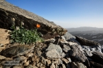 Amapola de Sierra Nevada