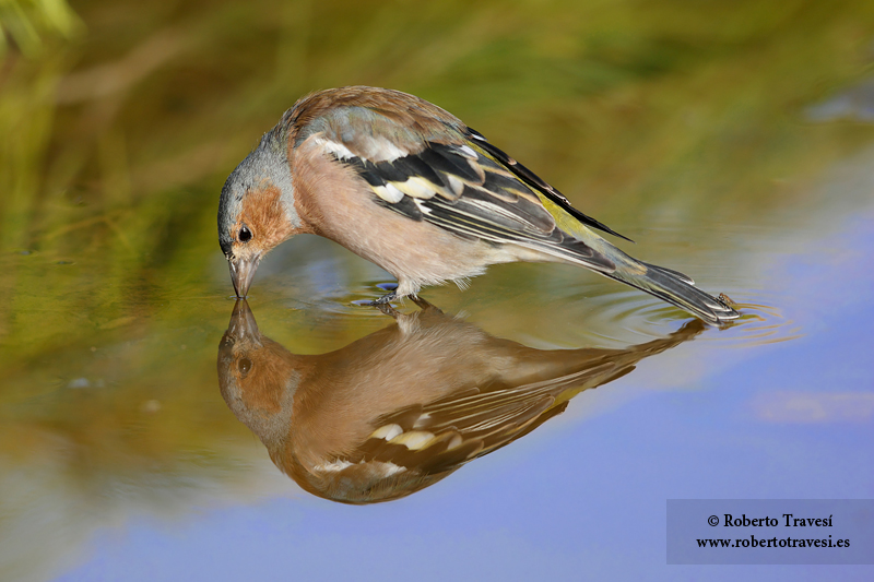 Reflejo