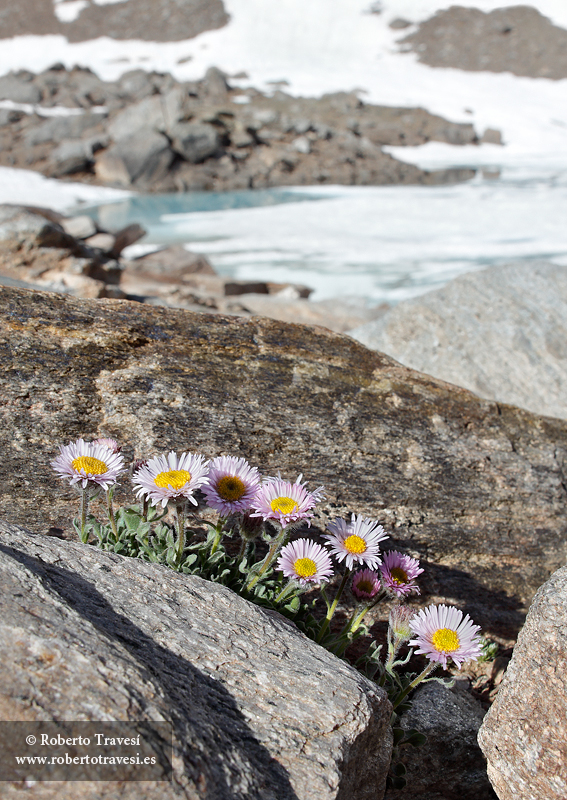 Erigeron frigidus