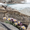 Erigeron frigidus